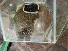 -上海大自然野生昆虫馆(东方明珠·爬宠昆虫探索中心)
