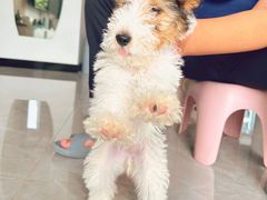 -派特宠物医院(圆融广场店)