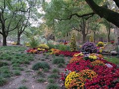 -上海共青森林公园