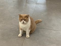 -伟伟宠物医院·CT影像中心·瑞派犬猫综合性门诊(汉口总院)
