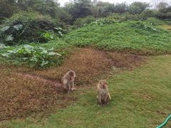 -海南热带野生动植物园