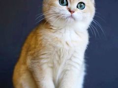 -十年猫舍·猫咪专门店(普陀店)