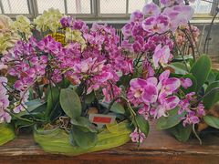 -石家庄市植物园