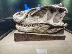 -自贡恐龙博物馆