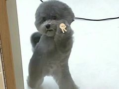 -真汐·寿喜烧放题自助(潍坊泰华店)