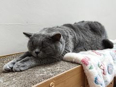 -有猫主题·治愈系猫咖(曾厝垵店)