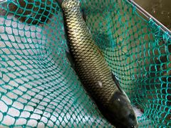 -三味鱼屋(琥珀山庄店)