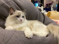 -momokira米努特·德文卷毛猫·棉花面纱犬