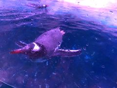 -暹罗海洋世界