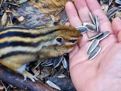 -五营红松林海景区