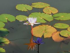 -国家植物园南园