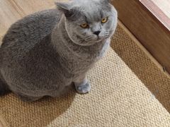 -有猫主题·治愈系猫咖(曾厝垵店)