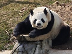 -栾川竹海野生动物园