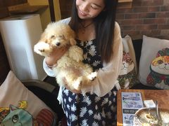 -more than meow吴止猫主题餐厅(承德 中船汇店)