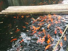 -千岛湖东南湖区