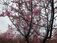 -天适樱花悠乐园