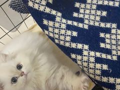-福州肆爪动物医院