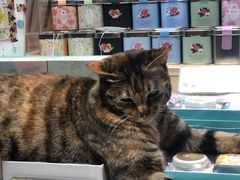 -猫的天空之城概念书店(杭州南宋御街店)