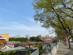 -嘉定紫藤园