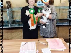 -Bastet sally猫舍购宠(静安店)