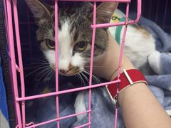 -小伙伴宠物医院•急重症转诊中心·老年专科·犬猫全科(北大街总院)