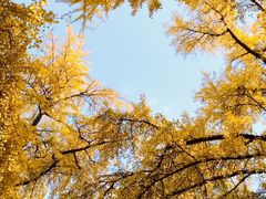 -四川大学(华西校区)