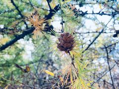 -苏木山森林公园