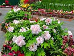 -成都市文化公园