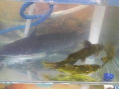 嘎牙鱼炖豆腐茄子，好霸道啊-粘豆包铁锅炖二部(温泉街店)