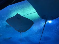 -珠海长隆海洋王国