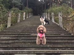 -铁山坪森林公园