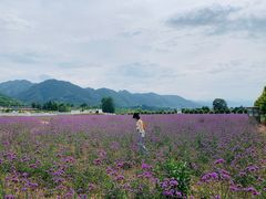 -曲江薰衣草庄园