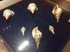 -青岛贝壳博物馆