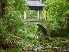 -天目山大树王景区