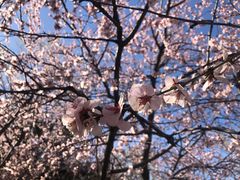-朝阳公园