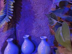 -醉小酒馆·川菜·江湖菜·重庆菜(观音桥旗舰店)