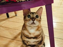 -Cappucimeow猫咪咖啡馆(韦伯时代店)