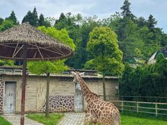 -贵州森林野生动物园