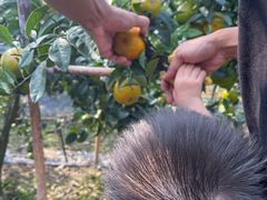 -尚果生态采摘园