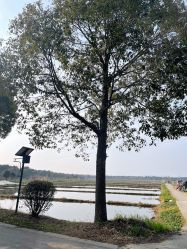 -水八仙生态园