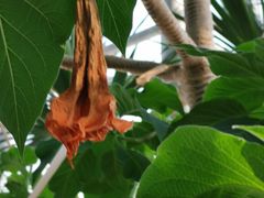 -北京植物园-展览温室