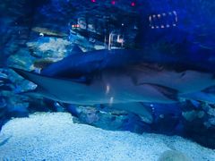 -烟台海昌鲸鲨海洋公园