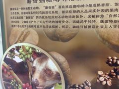 -巴厘岛黄金金兔咖啡工厂