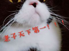 -宠爱国际动物医院· 猫科· 外科·中兽医(长白店)