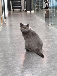 -飛凡TATTOO纹身•原创