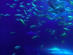 -太平洋海底世界