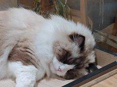 -藏猫猫咖啡主题馆(中央大道店)