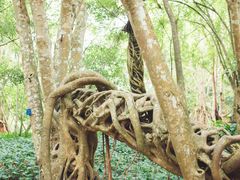 -中国科学院西双版纳热带植物园