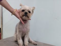 -宠福鑫康馨动物医院·骨科·眼科