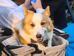 -南京东郊国宾馆